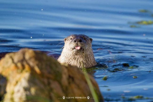 Роль річкової зовнішньої у прогнозуванні проблем екосистем? Роль річкової зовнішньої у прогнозуванні проблем екосистем?